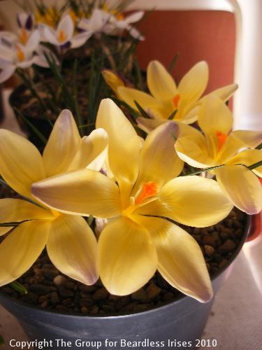04 Crocus cv 